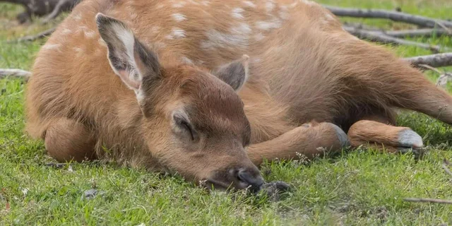 Anchorage Alaska Wildlife Tour with Hotel Pickup 4 hr - Image 2