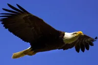Jackson Hole Scenic Float Trip thumbnail 4