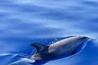 Miami Dolphin and Wildlife Watching Tour 1.5 hr thumbnail 6