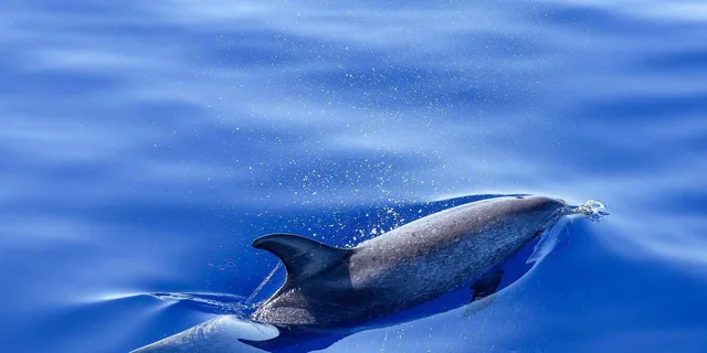 Miami Dolphin and Wildlife Watching Tour 1.5 hr - Image 6