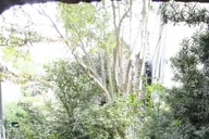 Charleston Historic Walking Tour thumbnail 5