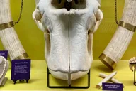 Oklahoma City Museum of Osteology Ticket thumbnail 3