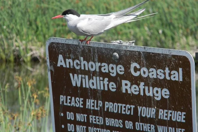 Anchorage Private Cruise Transfer and Tour - Image 3