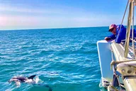 Key West Catamaran Snorkeling and Dolphin Tour thumbnail 2