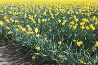 Skagit Valley Tulip Festival Tour thumbnail 6