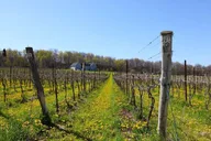 Niagara Wine Tour and Tasting thumbnail 5
