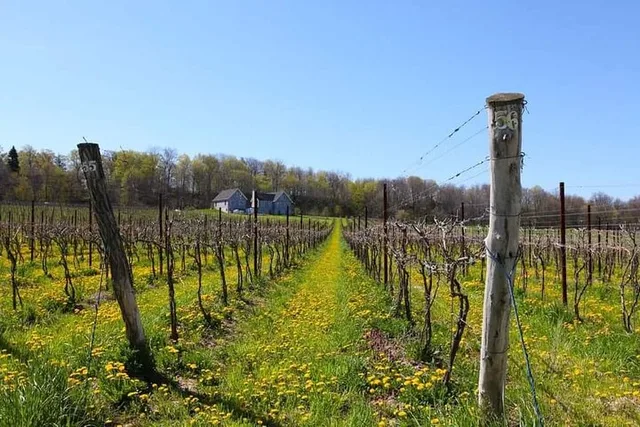Niagara Wine Tour and Tasting - Image 5