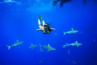 Haleiwa Shark Diving Tour thumbnail 1