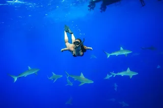 Haleiwa Shark Diving Tour