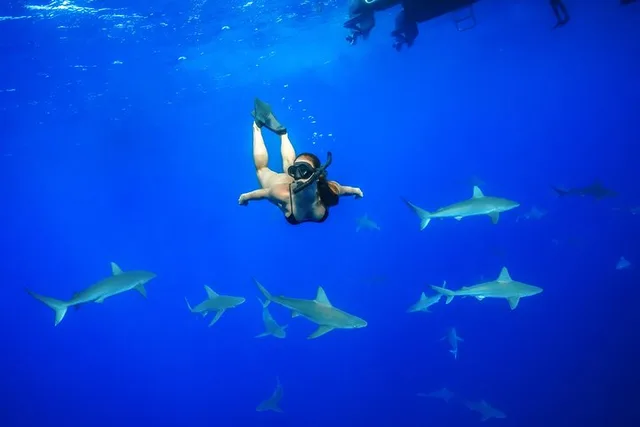 Haleiwa Shark Diving Tour - Image 1