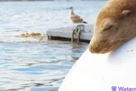 San Diego Marine Wildlife Tour with Lunch thumbnail 2