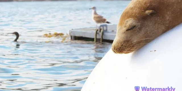 San Diego Marine Wildlife Tour with Lunch - Image 2