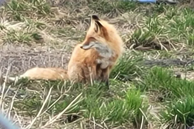 Anchorage Alaska Wildlife Conservation Center Tour - Image 4