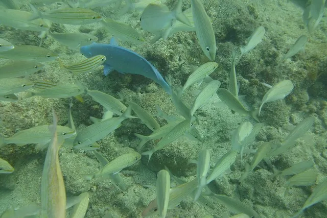 Panama City Snorkeling Tour - Image 5