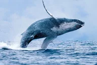 Ma'alaea Harbor Whale Watch Cruise thumbnail 1