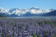 Anchorage Wildlife and Glacier Tour with Rainforest Walk thumbnail 3