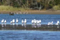 Chattanooga Sandhill Crane Kayak Tour thumbnail 3