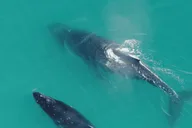 Hoonah Whale Watching and Drone Experience thumbnail 5