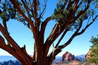 Sedona Jeep Tour of the Colorado Plateau 2 hr thumbnail 3