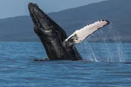 Maui Whale Watching Sail & Lunch thumbnail 2