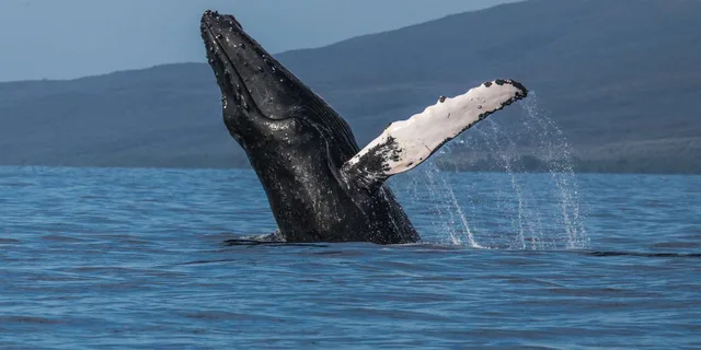 Maui Whale Watching Sail & Lunch - Image 2