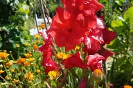 Sonoma County Redwoods and Artisan Picnic Tour thumbnail 6