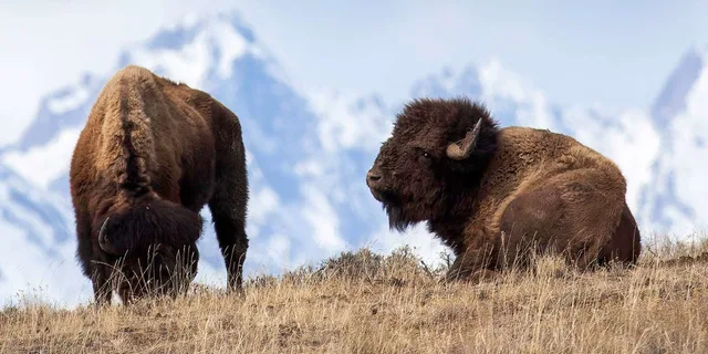 Jackson Grand Teton Sunrise Wildlife Safari - Image 2