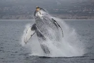 Newport Beach Whale Watching thumbnail 5