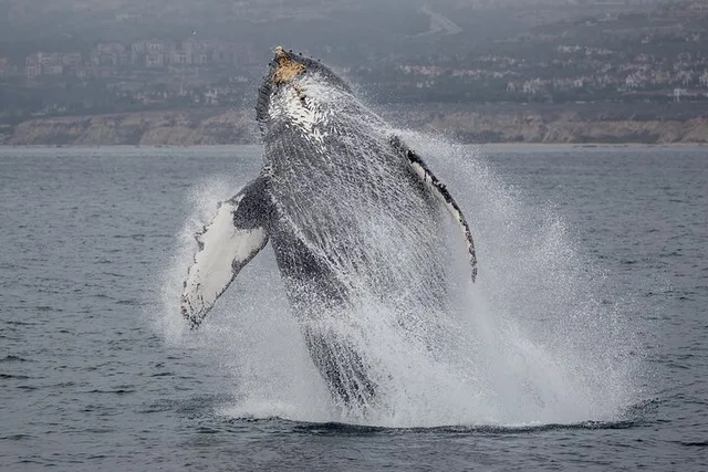 Newport Beach Whale Watching - Image 5