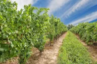 Niagara Wine Tour and Tasting thumbnail 4