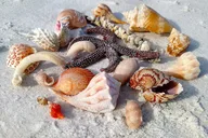 St. Petersburg Kayak Adventure at Shell Key Preserve thumbnail 2