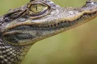 Miami Everglades Airboat & Gator Spotting Tour thumbnail 4