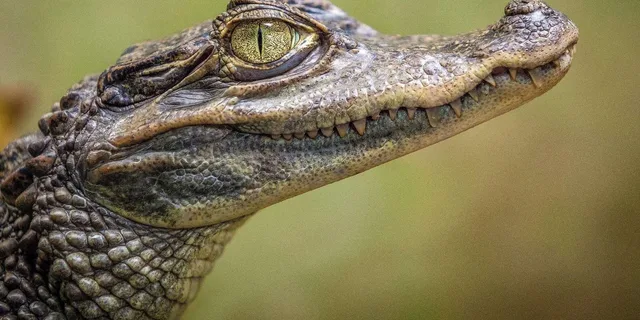 Miami Everglades Airboat & Gator Spotting Tour - Image 4