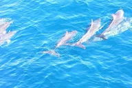 Fort Lauderdale Sailing Charter 6 Hr thumbnail 4