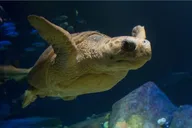 New York Aquarium Admission thumbnail 1