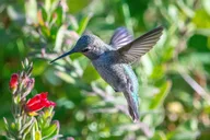 San Francisco Wildlife Walking Tour 90 min thumbnail 2