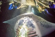 Kailua Kona Night Manta Ray Snorkel Adventure thumbnail 4