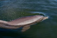 New Smyrna Beach Pedal Kayak Tour thumbnail 1