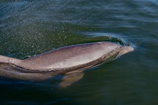 New Smyrna Beach Pedal Kayak Tour - Image 1
