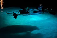 Crystal River Sunset Glow Kayak Tour thumbnail 4
