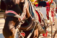 New York City Central Park Horse-Drawn Carriage Tour thumbnail 4