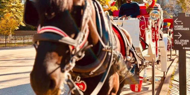 New York City Central Park Horse-Drawn Carriage Tour - Image 4