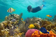 Key West Snorkeling Experience with Drinks 3 hr thumbnail 1