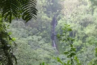 Honolulu Manoa Falls Rainforest Hike thumbnail 2