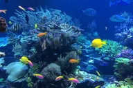 Key West Snorkeling Experience with Drinks 3 hr thumbnail 3