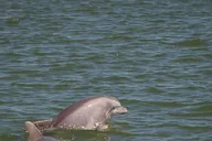Savannah Dolphin Tour in the Marsh thumbnail 3