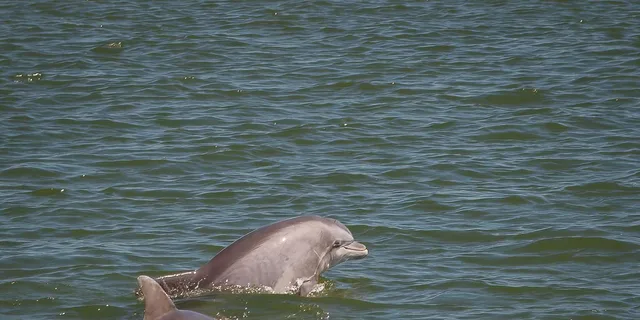 Savannah Dolphin Tour in the Marsh - Image 3