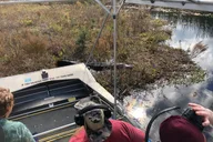 Orlando Everglades Airboat Tour 1 hr thumbnail 4