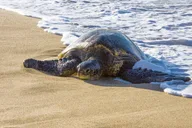 Maui Shore Excursion Highlights thumbnail 6