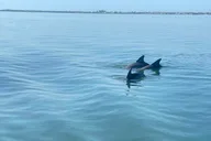 St. Petersburg Dolphin Watching Cruise 2 hr thumbnail 3